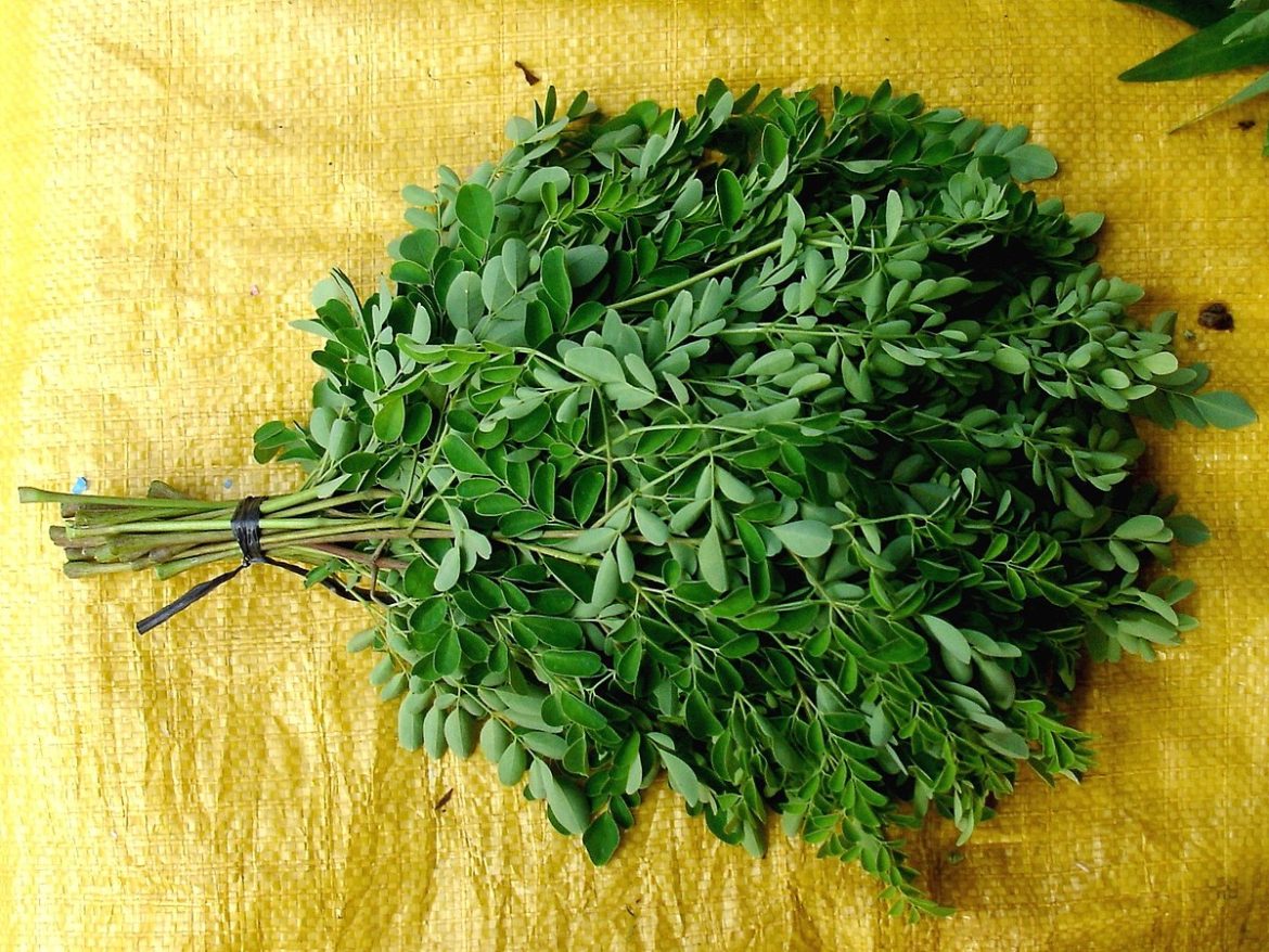 1200px-Ben-oil_tree_leaves_(marketed)_1