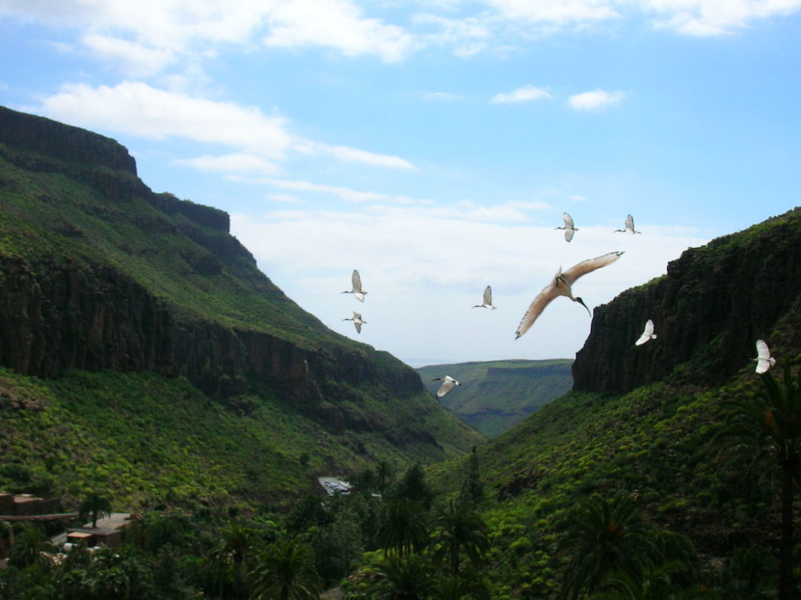 1200px-Gran_canaria-881