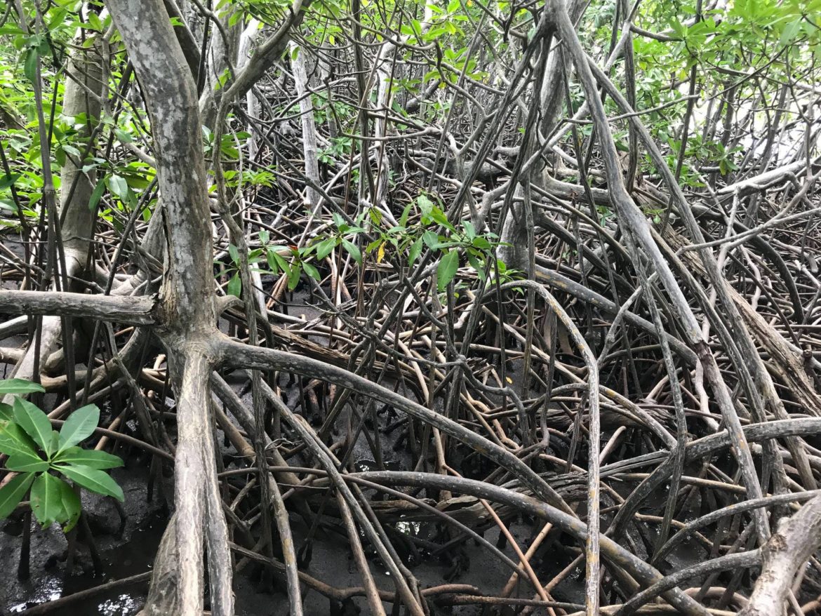 27797979_1779546725397431_2376351314239080144_o