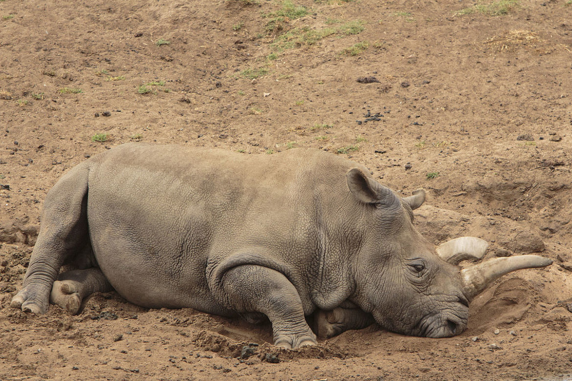 Northern_White_Rhino