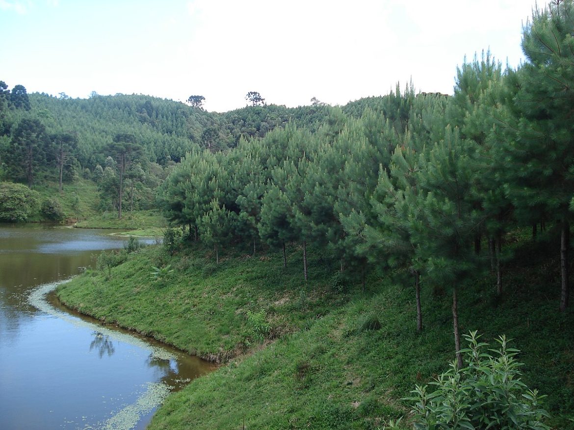 Reflorestamento_de_Pinus_-_panoramio