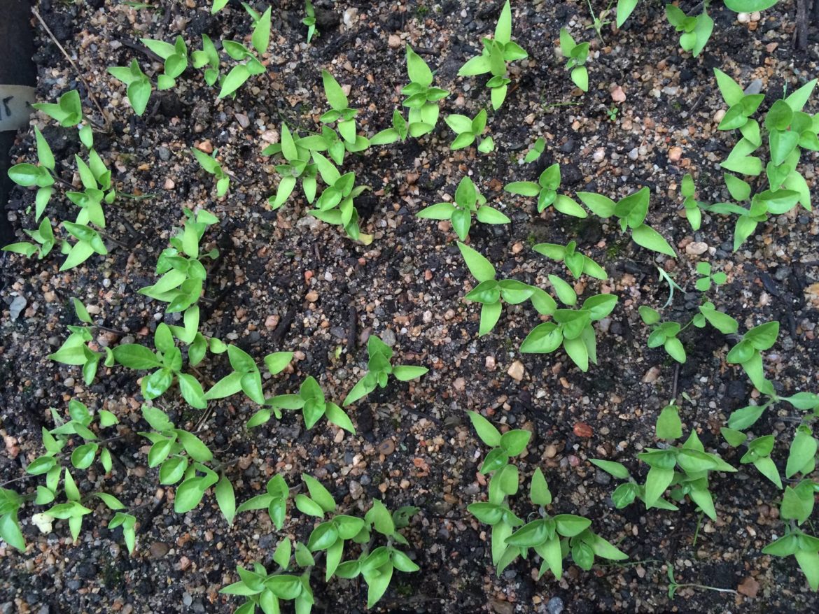 13732002_1212442302107879_4875649631378439270_o